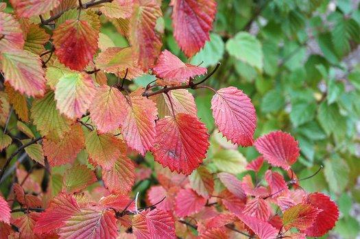 Viburnum Dentatum 'autumn Jazz' - View 17 from www redcrocus com