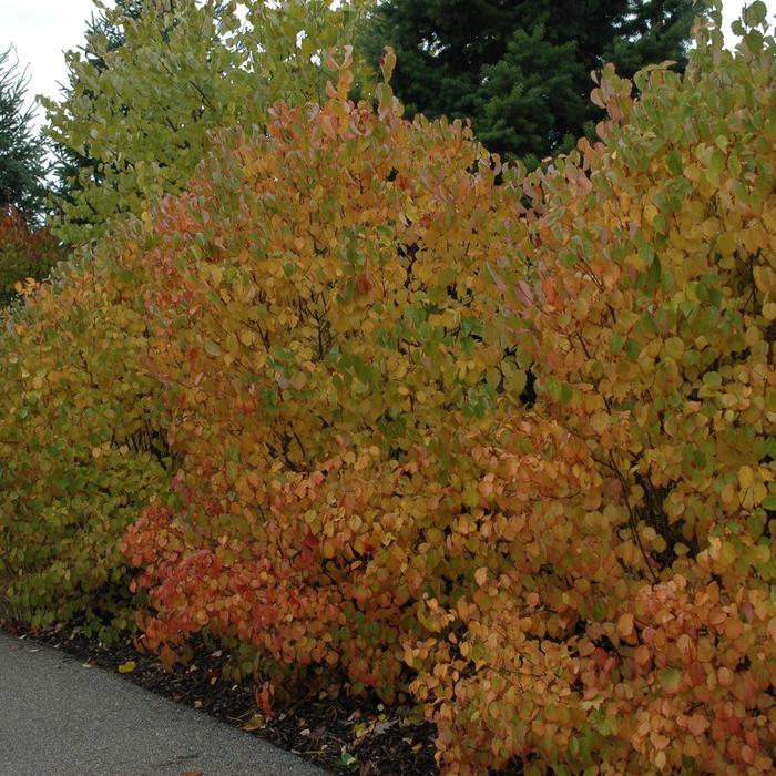 Viburnum Dentatum 'autumn Jazz' - View 18 from www redcrocus com