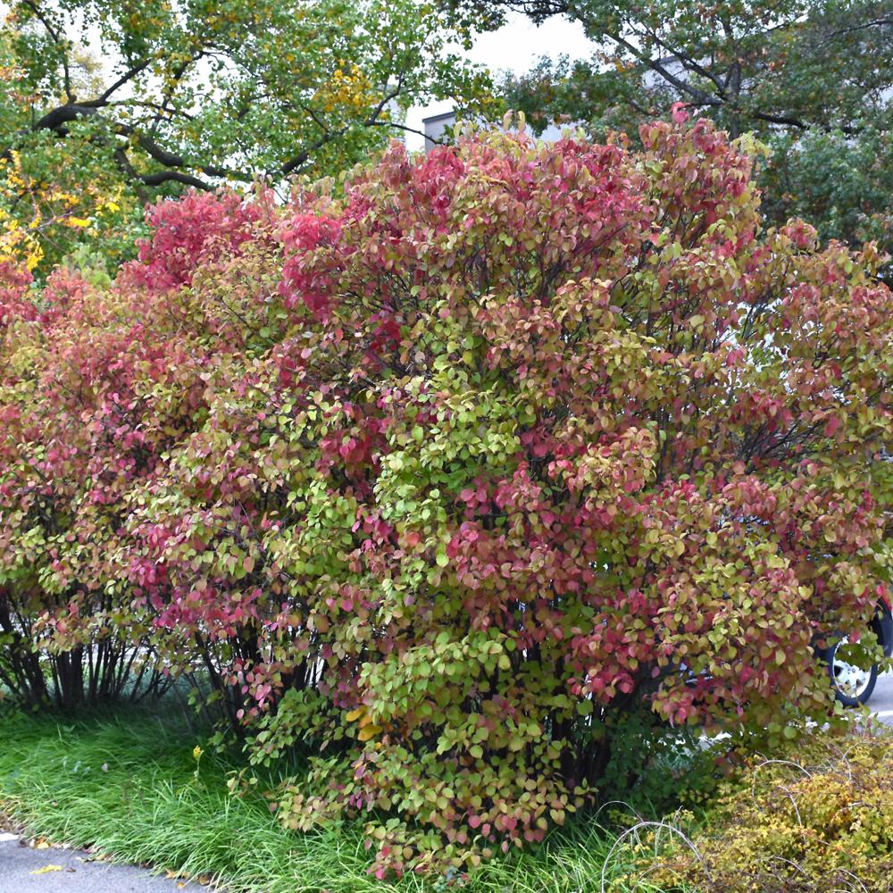 Viburnum Dentatum 'autumn Jazz' - View 19 from www redcrocus com