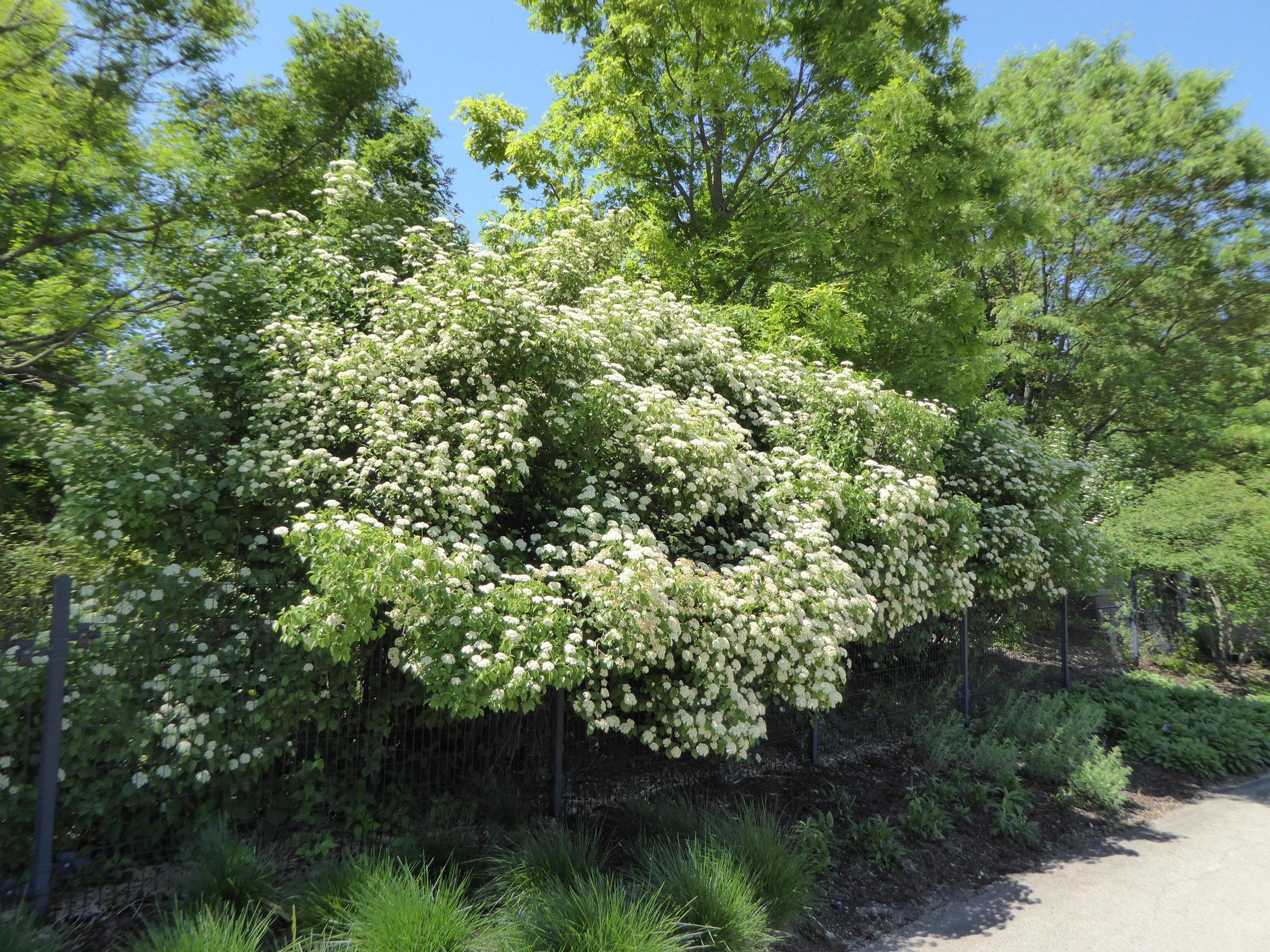 Viburnum Dentatum 'autumn Jazz' - View 1 from www redcrocus com