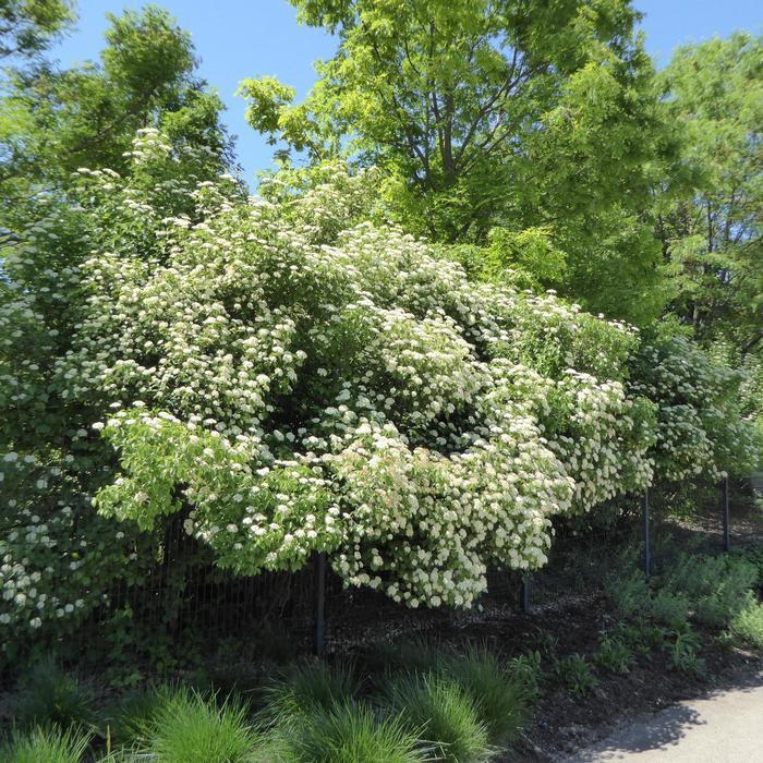 Viburnum Dentatum 'autumn Jazz' - View 20 from www redcrocus com