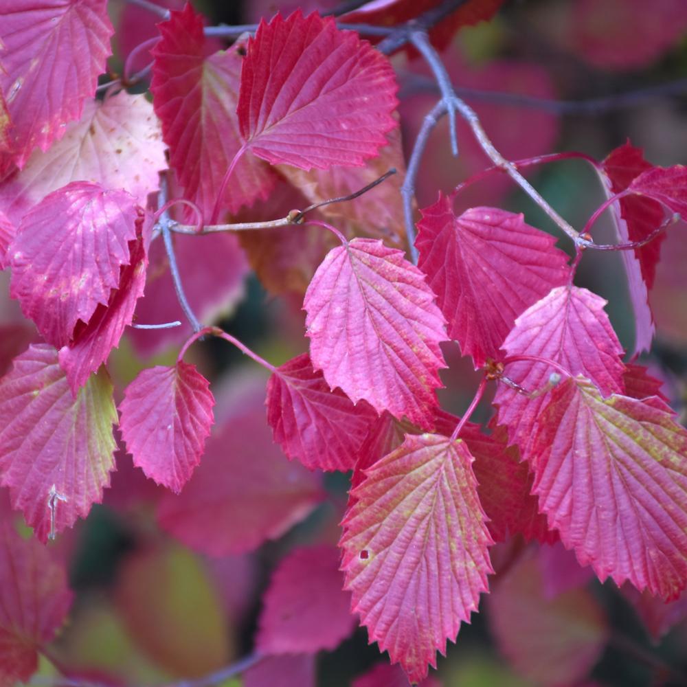 Viburnum Dentatum 'autumn Jazz' - View 23 from www redcrocus com