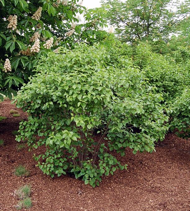 Viburnum Dentatum 'autumn Jazz' - View 24 from www redcrocus com