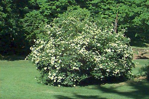 Viburnum Dentatum 'autumn Jazz' - View 25 from www redcrocus com