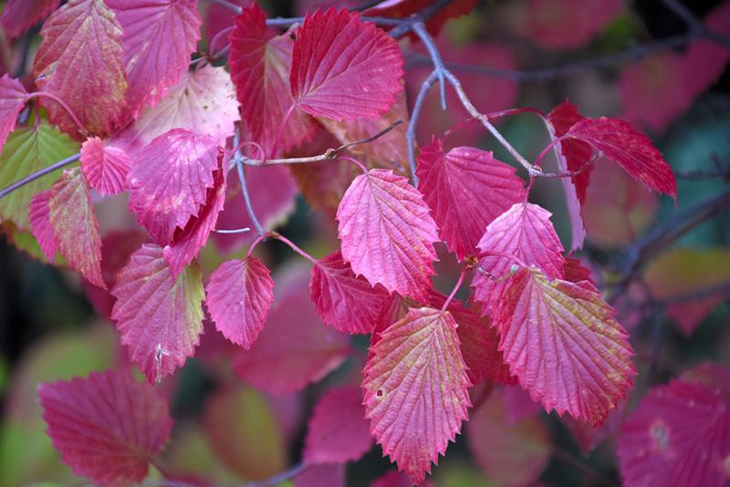 Viburnum Dentatum 'autumn Jazz' - View 27 from www redcrocus com