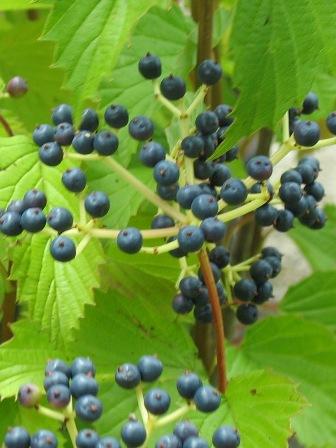Viburnum Dentatum 'autumn Jazz' - View 28 from www redcrocus com