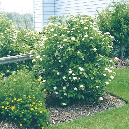 Viburnum Dentatum 'autumn Jazz' - View 29 from www redcrocus com