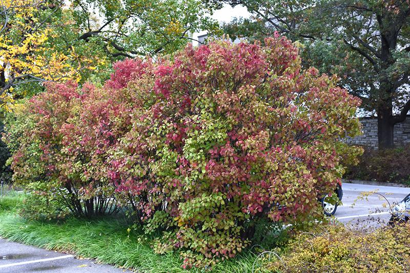 Viburnum Dentatum 'autumn Jazz' - View 2 from www redcrocus com
