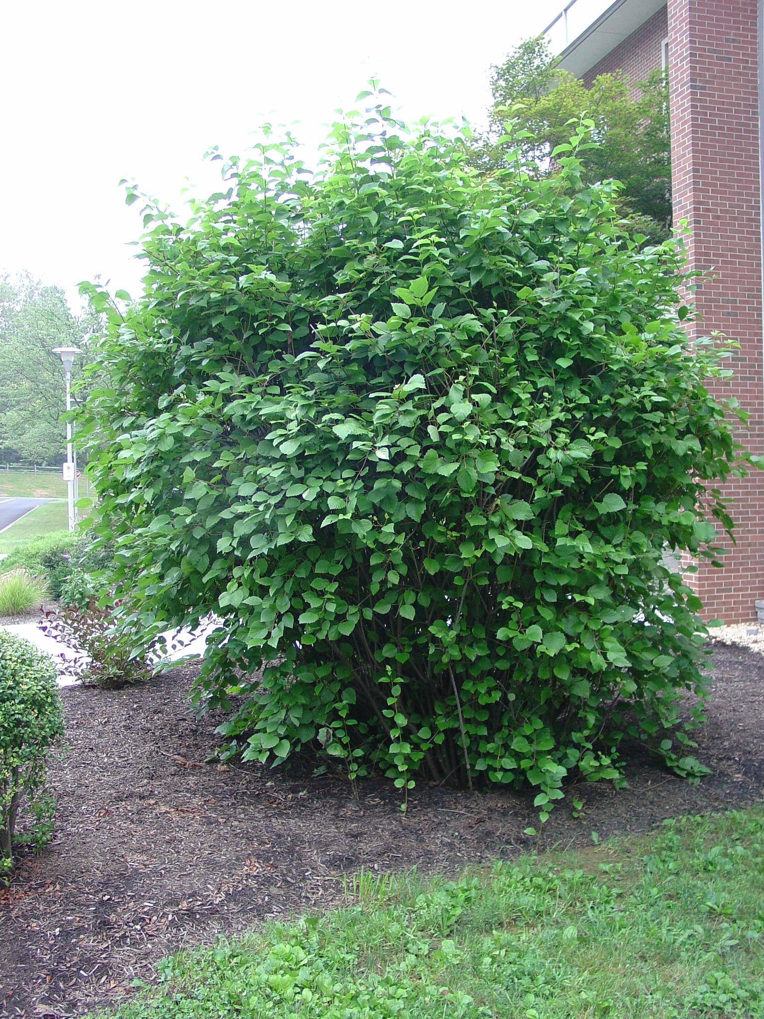 Viburnum Dentatum 'autumn Jazz' - View 30 from www redcrocus com