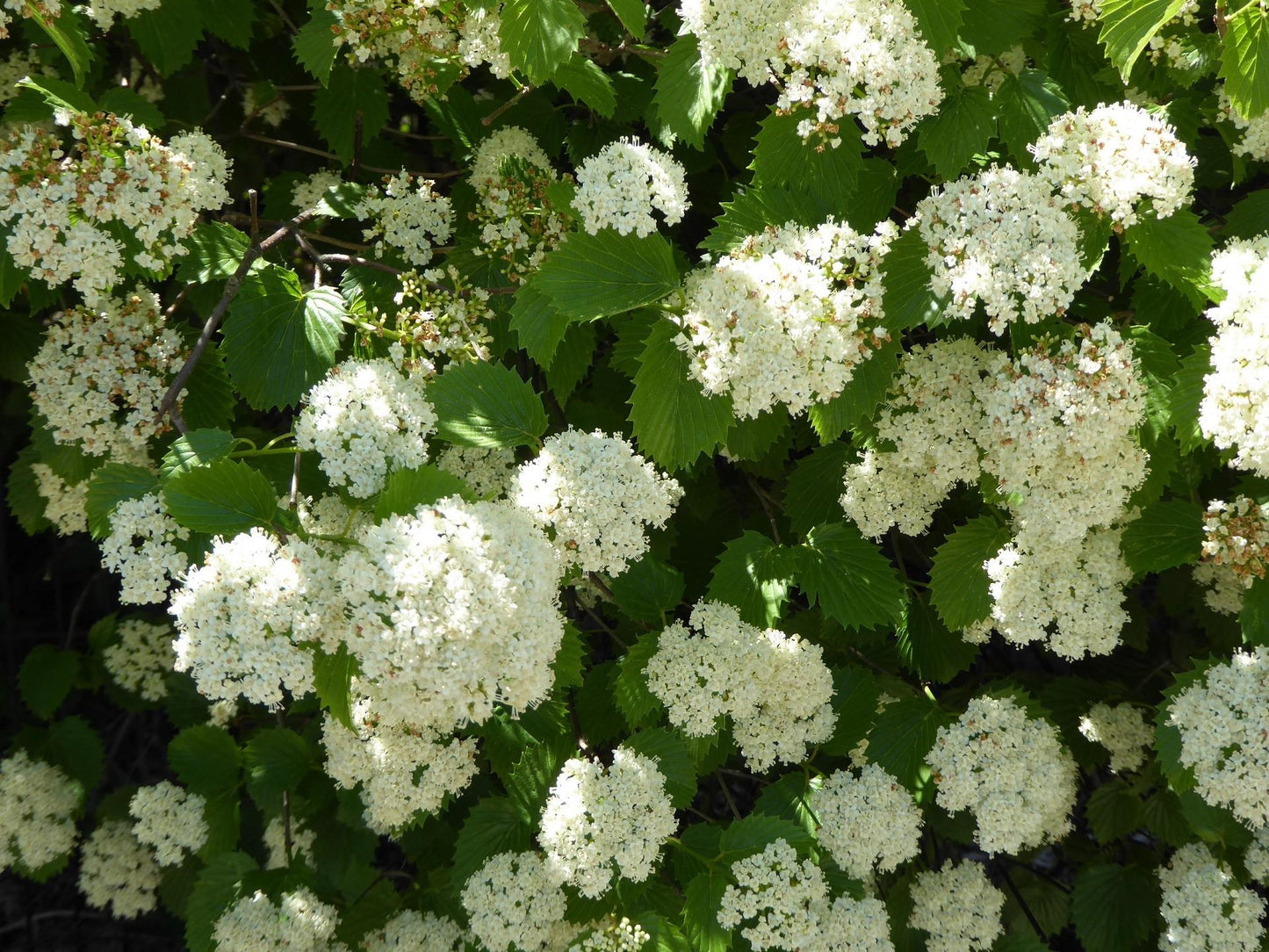 Viburnum Dentatum 'autumn Jazz' - View 33 from www redcrocus com