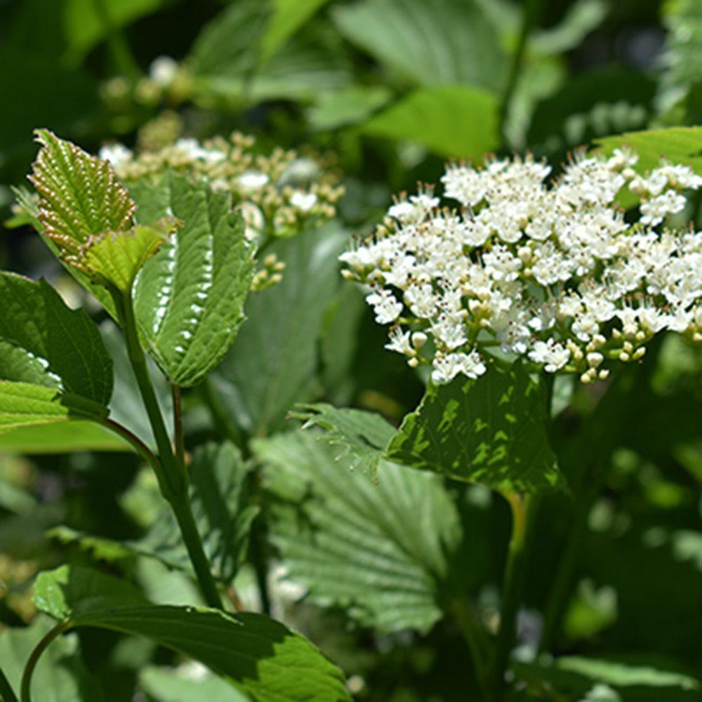 Viburnum Dentatum 'autumn Jazz' - View 34 from www redcrocus com