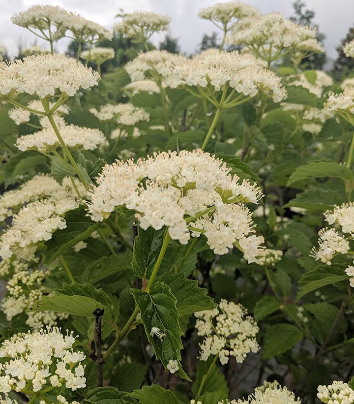 Viburnum Dentatum 'autumn Jazz' - View 35 from www redcrocus com