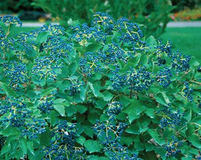 Viburnum Dentatum 'autumn Jazz' - View 36 from www redcrocus com