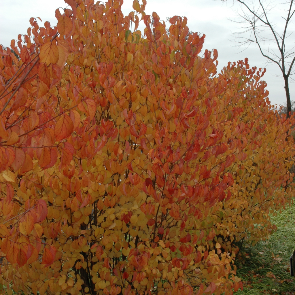 Viburnum Dentatum 'autumn Jazz' - View 37 from www redcrocus com