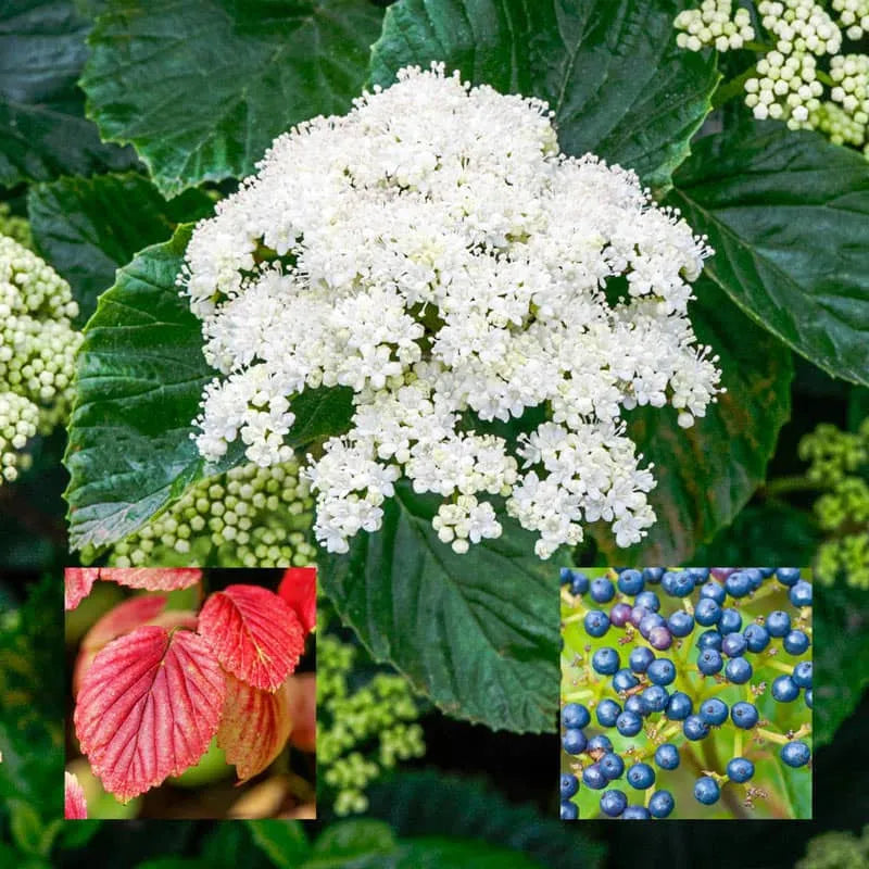Viburnum Dentatum 'autumn Jazz' - View 38 from www redcrocus com