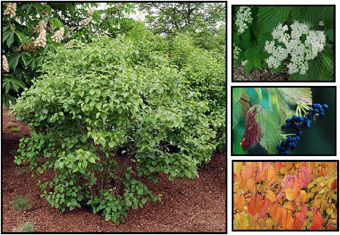 Viburnum Dentatum 'autumn Jazz' - View 3 from www redcrocus com