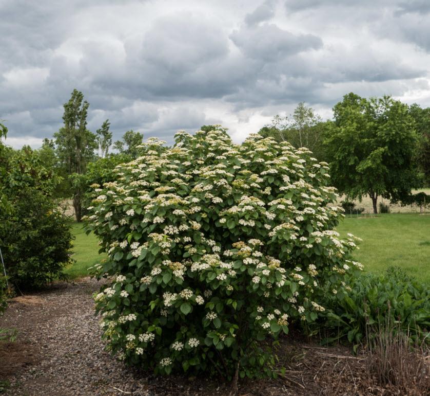 Viburnum Dentatum 'autumn Jazz' - View 40 from www redcrocus com