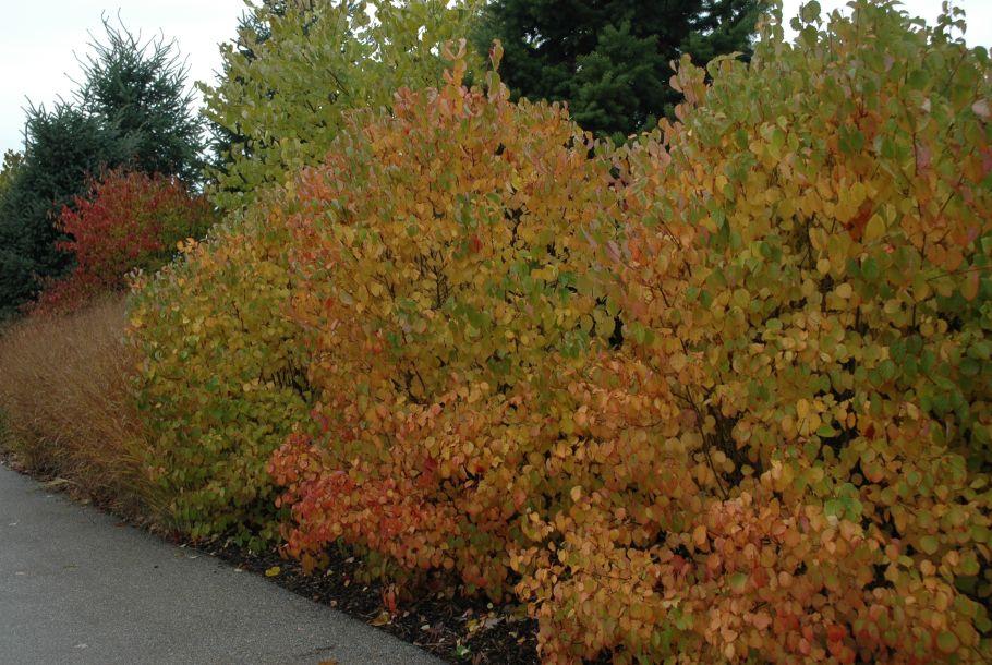 Viburnum Dentatum 'autumn Jazz' - View 6 from www redcrocus com