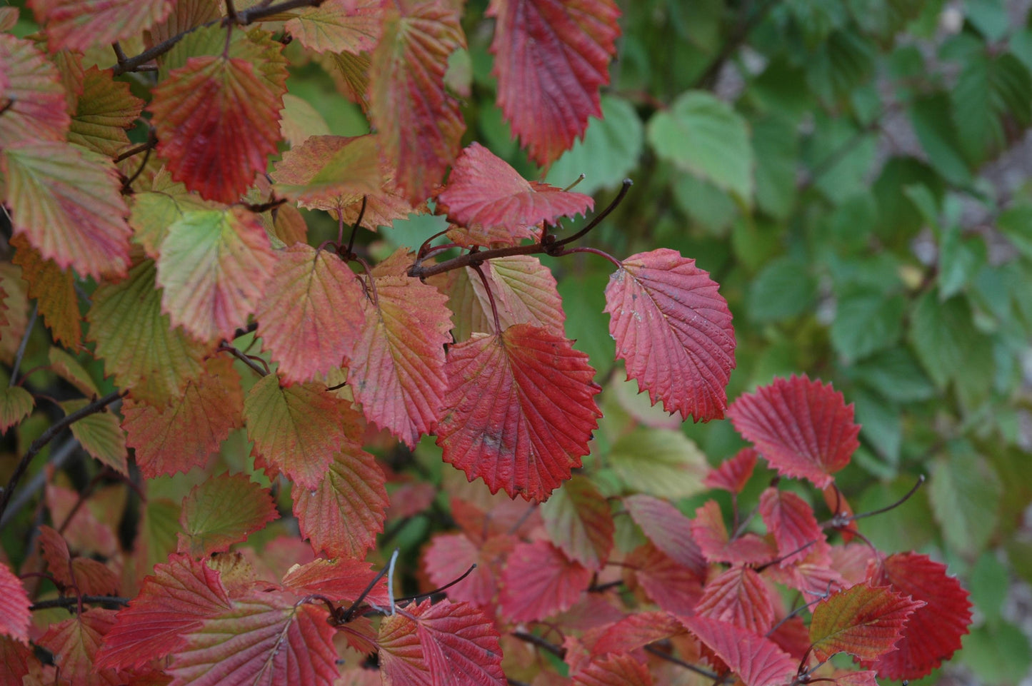 Viburnum Dentatum 'autumn Jazz' - View 8 from www redcrocus com