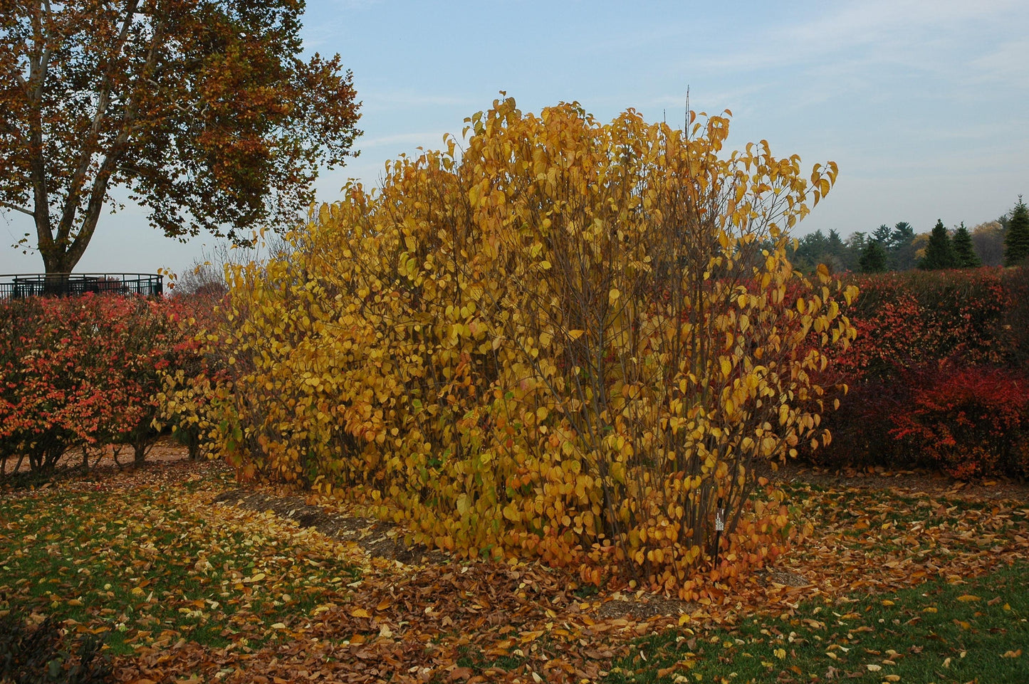 Viburnum Dentatum 'autumn Jazz' - View 9 from www redcrocus com