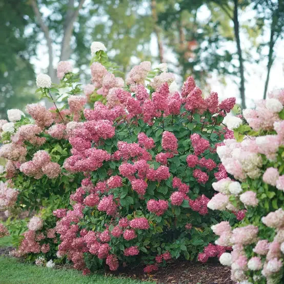 Hydrangea Paniculata 'pinky Winky Prime' - View 11 from www redcrocus com