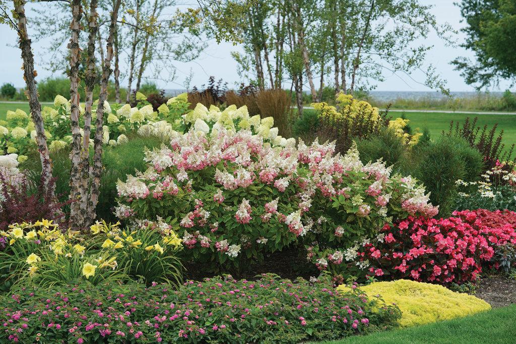 Hydrangea Paniculata 'pinky Winky Prime' - View 15 from www redcrocus com
