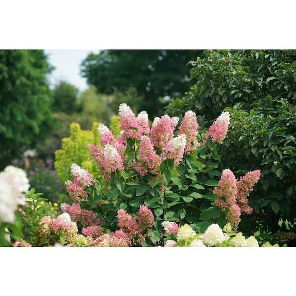 Hydrangea Paniculata 'pinky Winky Prime' - View 16 from www redcrocus com