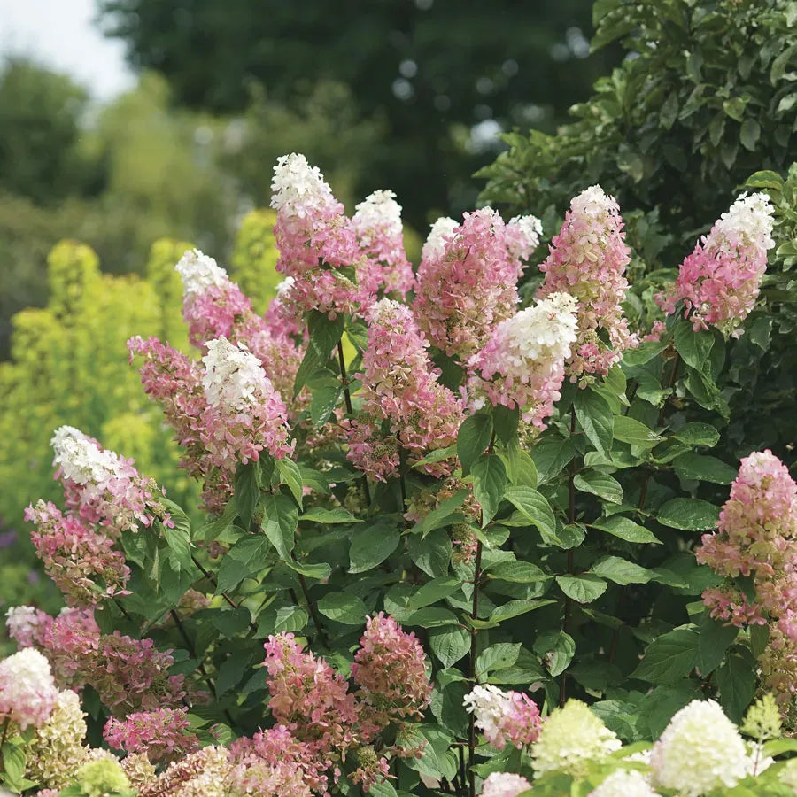 Hydrangea Paniculata 'pinky Winky Prime' - View 16 from www redcrocus com