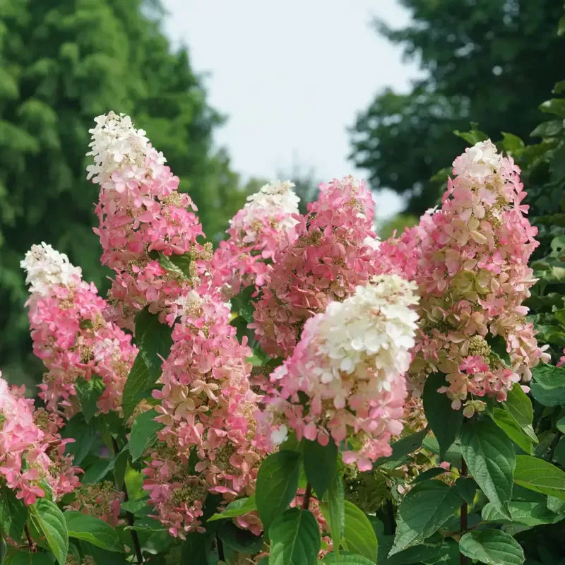 Hydrangea Paniculata 'pinky Winky Prime' - View 1 from www redcrocus com