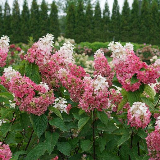 Hydrangea Paniculata 'pinky Winky Prime' - View 21 from www redcrocus com