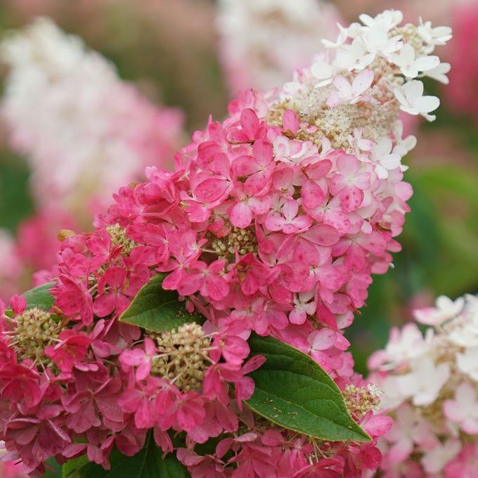 Hydrangea Paniculata 'pinky Winky Prime' - View 23 from www redcrocus com
