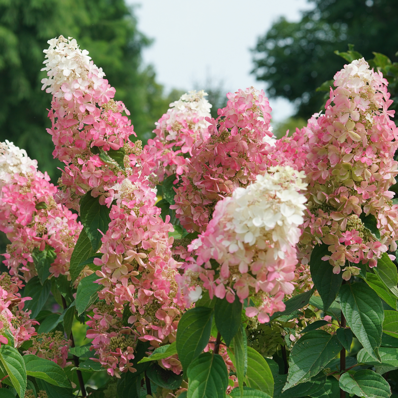 Hydrangea Paniculata 'pinky Winky Prime' - View 24 from www redcrocus com