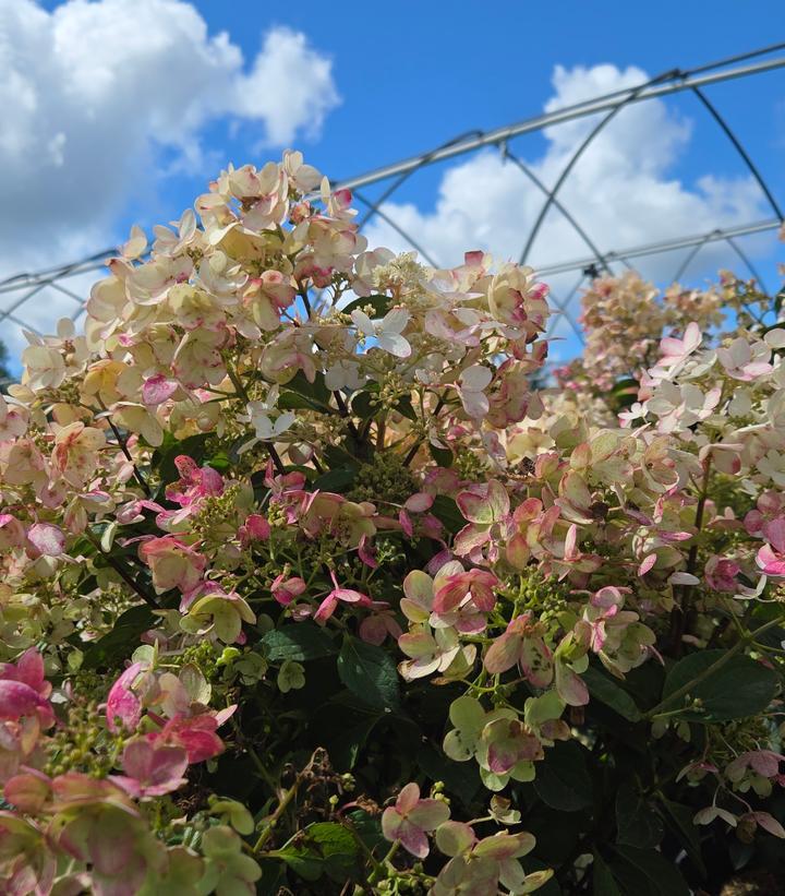 Hydrangea Paniculata 'pinky Winky Prime' - View 25 from www redcrocus com