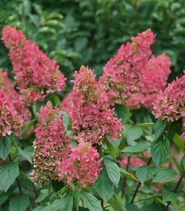 Hydrangea Paniculata 'pinky Winky Prime' - View 26 from www redcrocus com