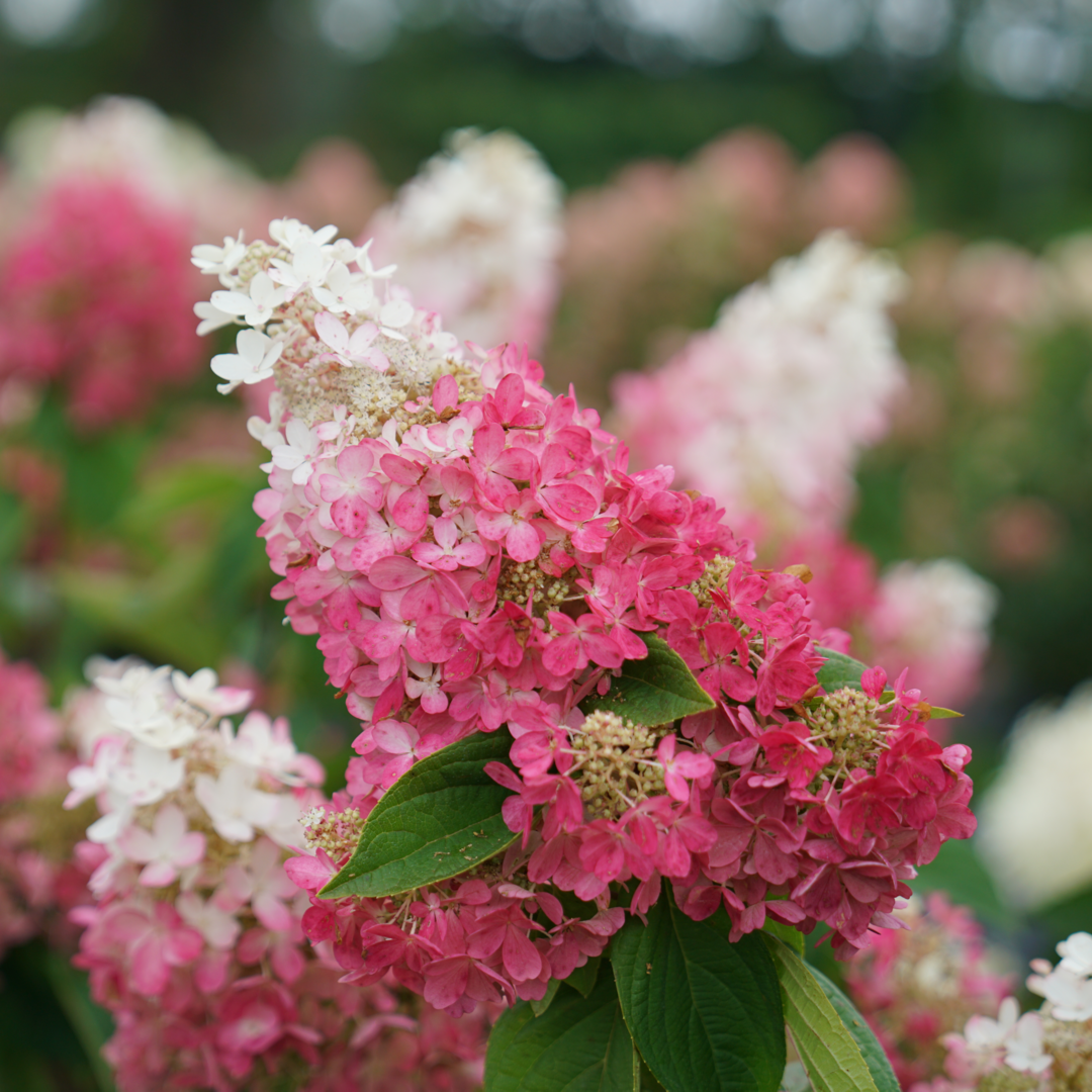 Hydrangea Paniculata 'pinky Winky Prime' - View 27 from www redcrocus com