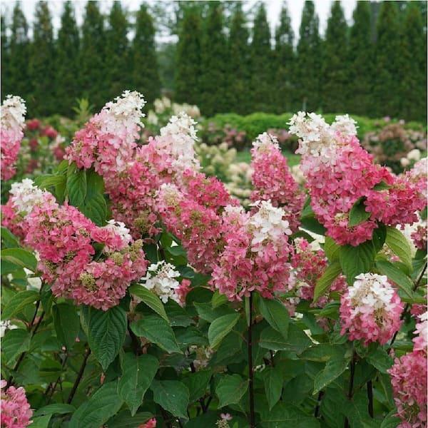 Hydrangea Paniculata 'pinky Winky Prime' - View 28 from www redcrocus com