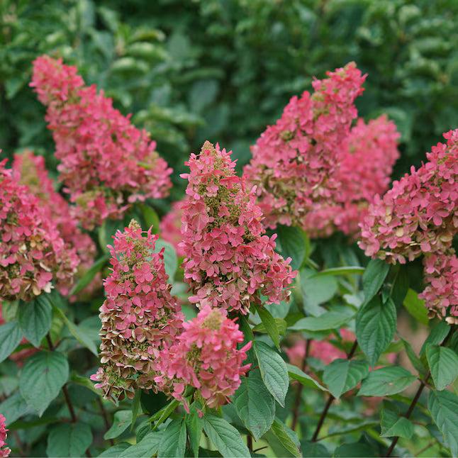 Hydrangea Paniculata 'pinky Winky Prime' - View 30 from www redcrocus com