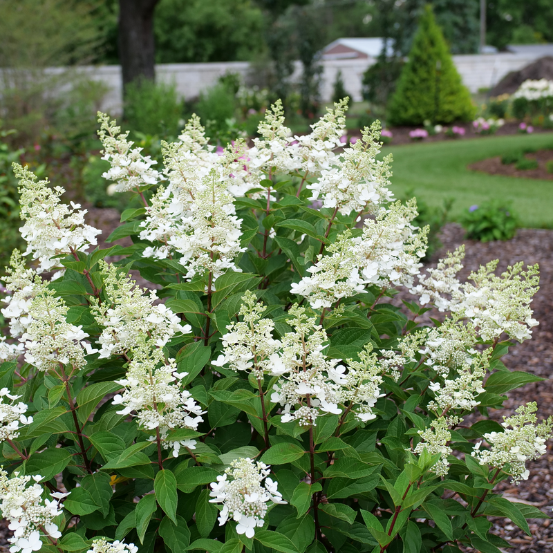 Hydrangea Paniculata 'pinky Winky Prime' - View 31 from www redcrocus com