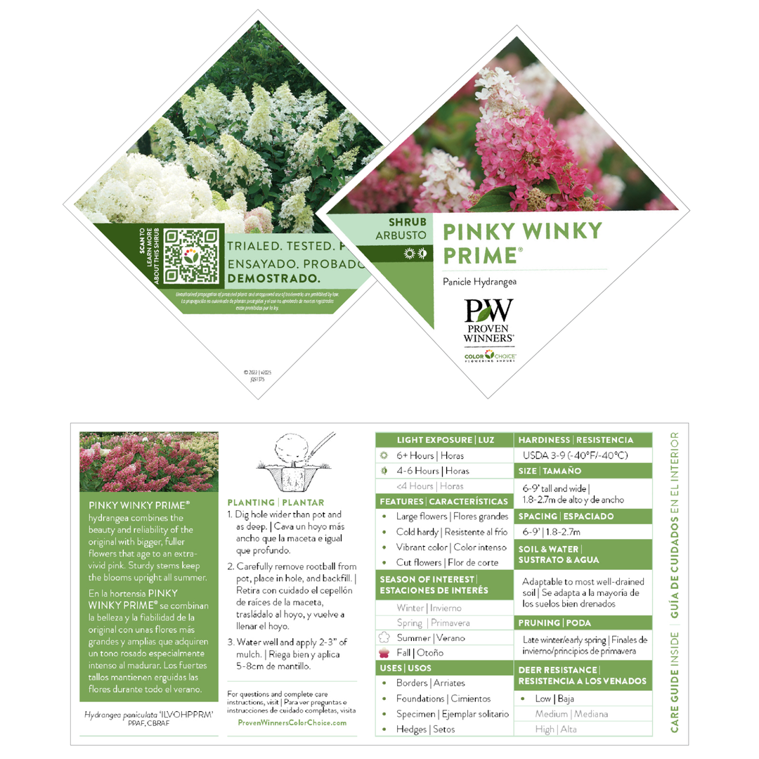 Hydrangea Paniculata 'pinky Winky Prime' - View 32 from www redcrocus com