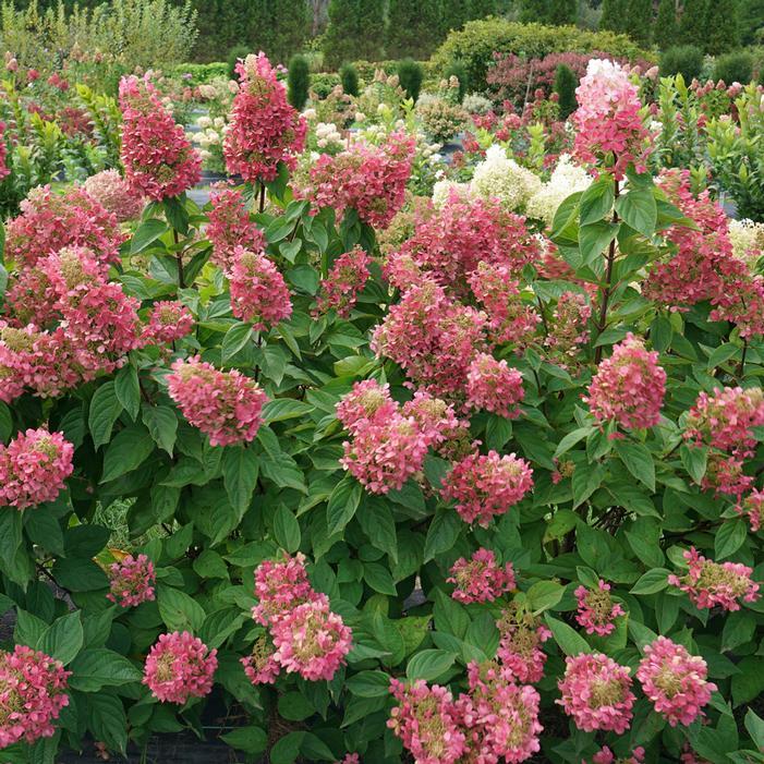 Hydrangea Paniculata 'pinky Winky Prime' - View 33 from www redcrocus com