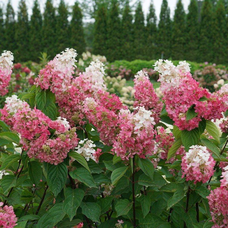 Hydrangea Paniculata 'pinky Winky Prime' - View 34 from www redcrocus com