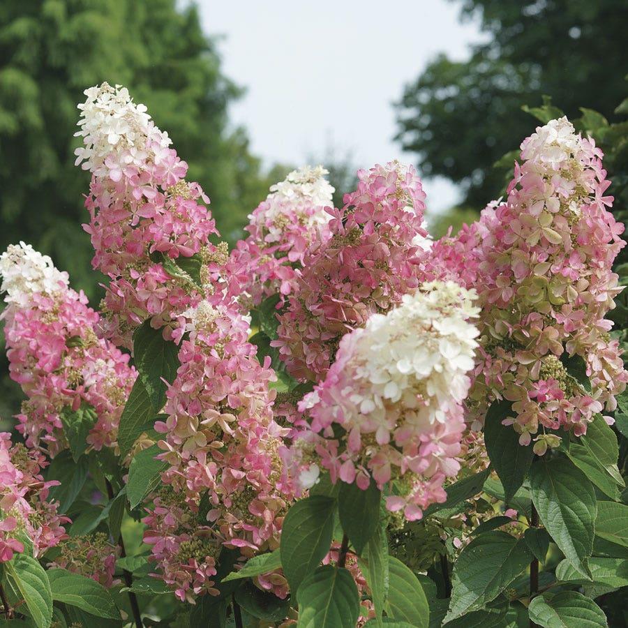 Hydrangea Paniculata 'pinky Winky Prime' - View 36 from www redcrocus com