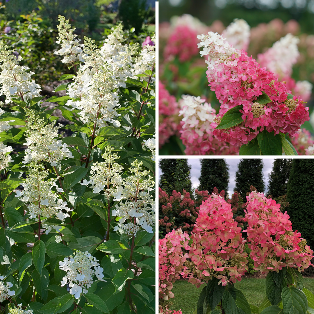 Hydrangea Paniculata 'pinky Winky Prime' - View 37 from www redcrocus com