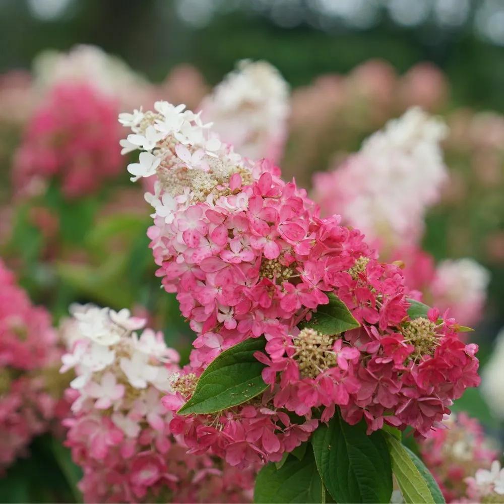 Hydrangea Paniculata 'pinky Winky Prime' - View 3 from www redcrocus com