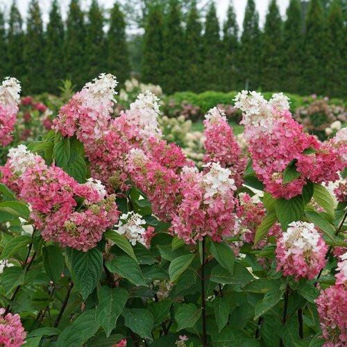 Hydrangea Paniculata 'pinky Winky Prime' - View 40 from www redcrocus com