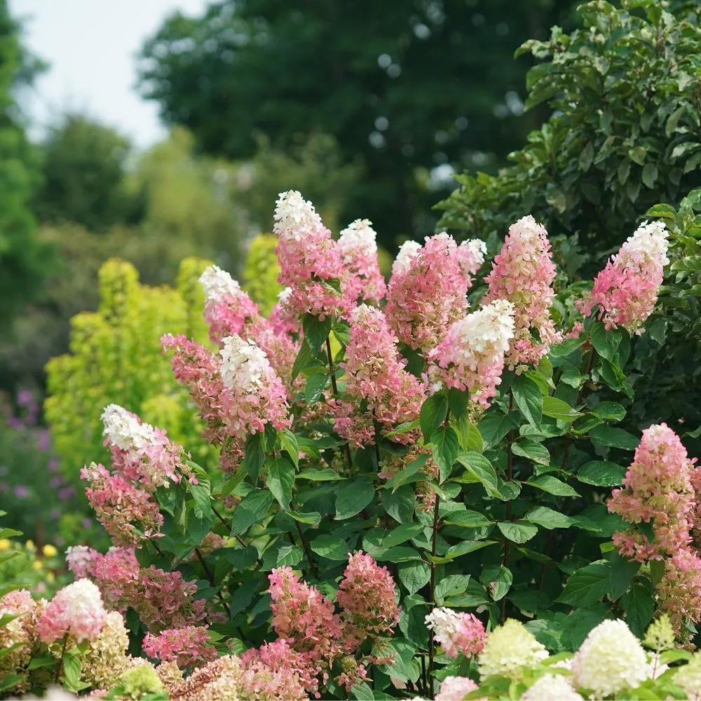 Hydrangea Paniculata 'pinky Winky Prime' - View 4 from www redcrocus com