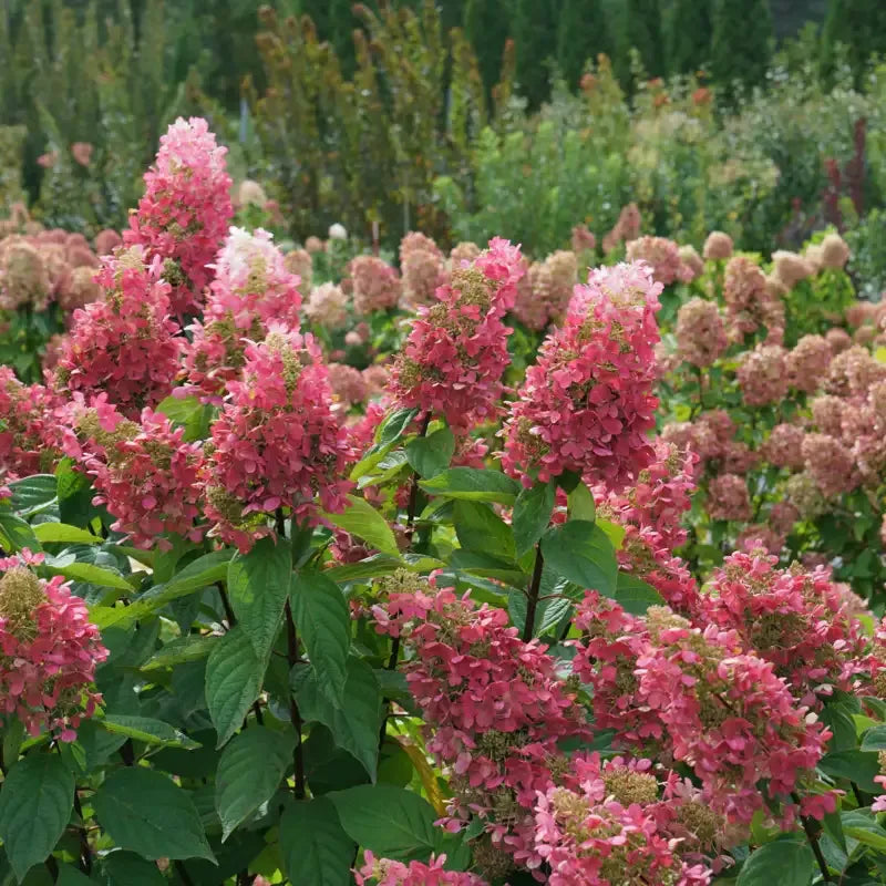 Hydrangea Paniculata 'pinky Winky Prime' - View 5 from www redcrocus com
