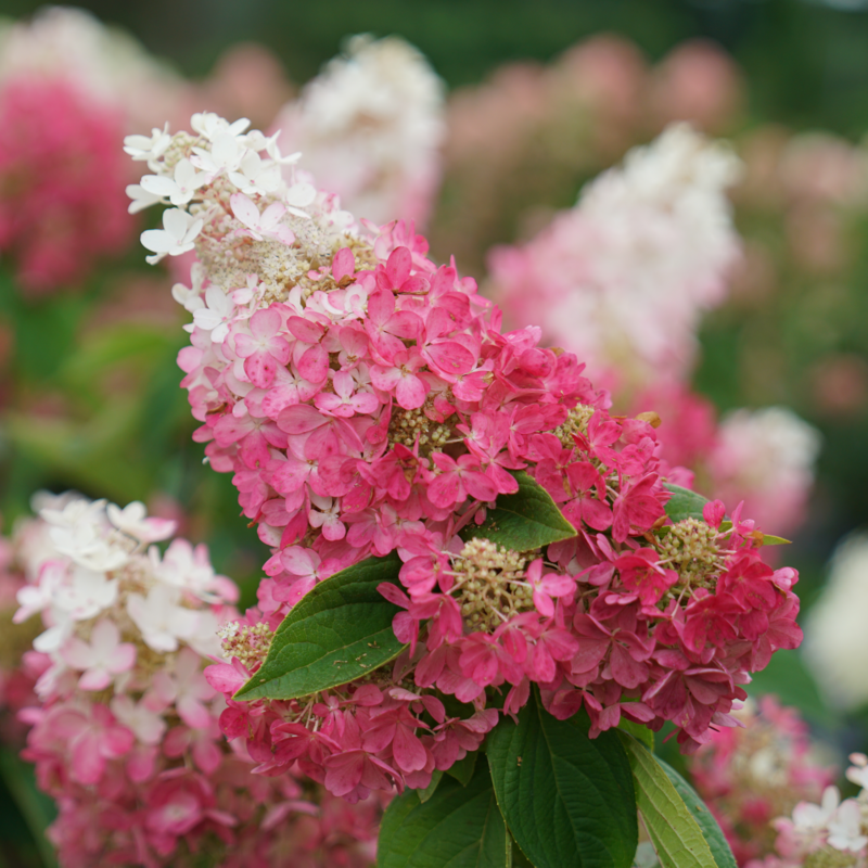 Hydrangea Paniculata 'pinky Winky Prime' - View 5 from www redcrocus com