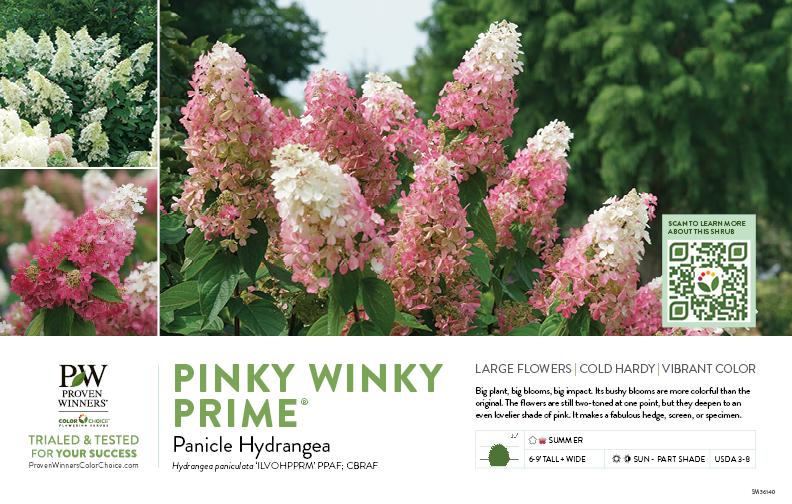 Hydrangea Paniculata 'pinky Winky Prime' - View 8 from www redcrocus com
