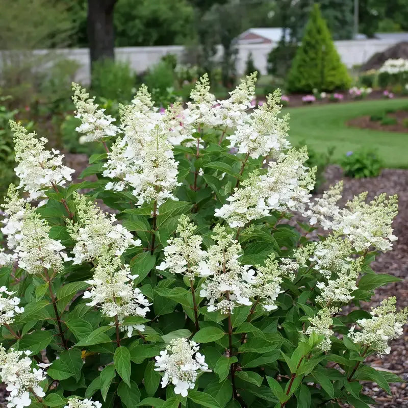 Hydrangea Paniculata 'pinky Winky Prime' - View 9 from www redcrocus com